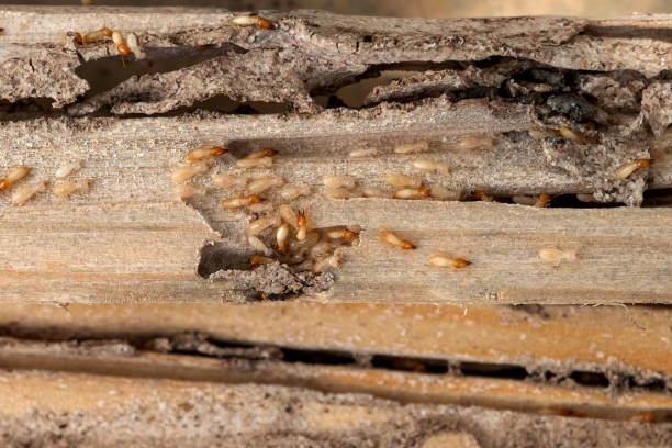 Best Termite Control Services  in Kings Bay Base, GA